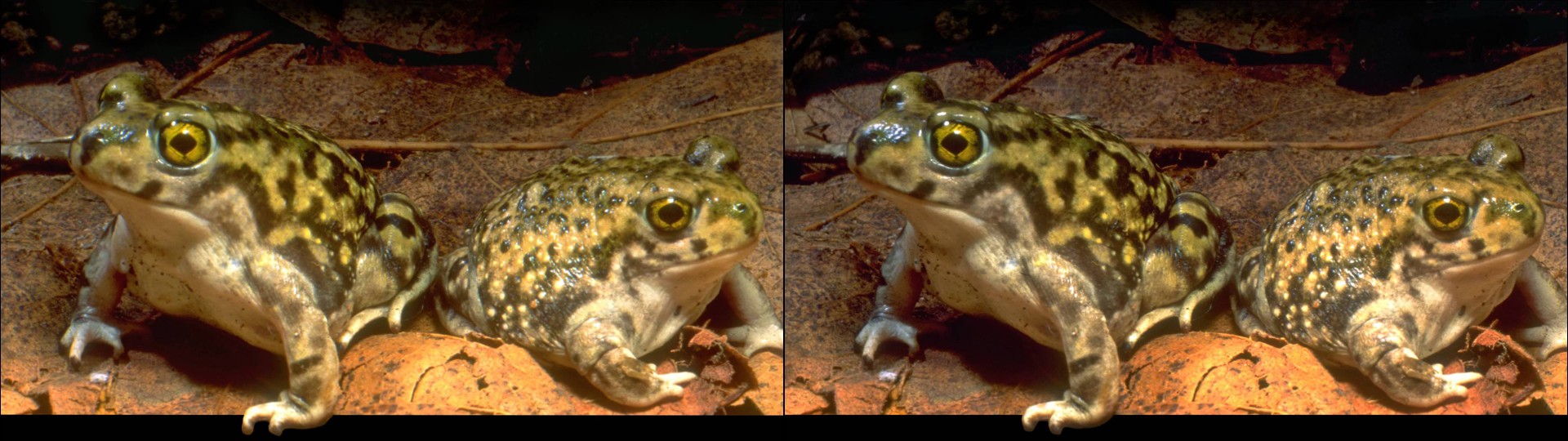 Spaded Toad Frog Duo